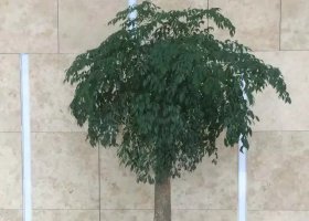 公司不锈钢花盆雕塑